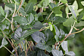 Hedera helix