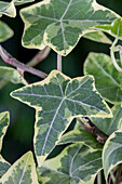 Hedera helix, green-white