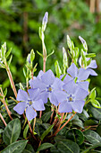 Vinca minor