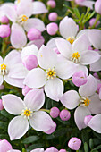 Boronia anemonifolia