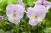 Viola cornuta