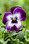 Viola cornuta