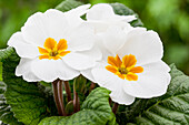 Primula vulgaris