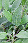 Salvia officinalis