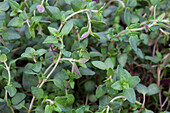 Satureja hortensis