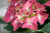 Hydrangea macrophylla, red