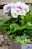 Primula obconica, bicoloured