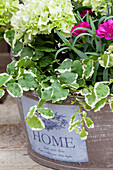 Ficus pumila, Dianthus, Hydrangea