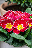 Primula vulgaris, red