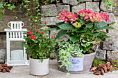 Rosa, Hedera helix, Hydrangea macrophylla