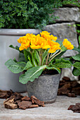 Primula vulgaris, yellow