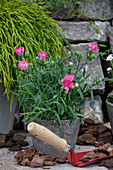 Dianthus caryophyllus, pink