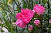 Dianthus caryophyllus, pink