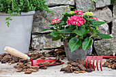 Hydrangea macrophylla, rot