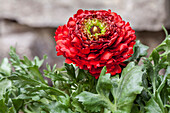 Ranunculus asiaticus, red