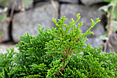 Chamaecyparis obtusa 'Nana Gracilis'