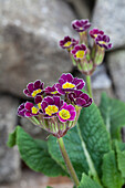 Primula