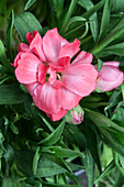 Dianthus