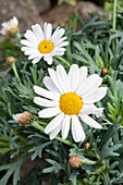 Argyranthemum frutescens