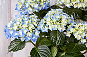 Hydrangea macrophylla, blau