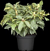 INKARHO® Rhododendron