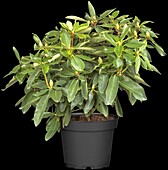 INKARHO® Rhododendron