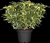 INKARHO® Rhododendron