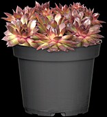 Sempervivum, red