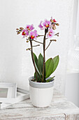 Phalaenopsis hybrids