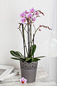 Phalaenopsis Hybriden