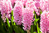 Hyacinthus orientalis, pink
