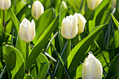 Tulipa 'Wildhof