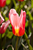 Tulipa kaufmanniana 'Heart`s Delight'
