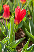 Tulipa kaufmanniana 'Scarlet Baby