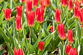 Tulipa kaufmanniana 'Scarlet Baby'