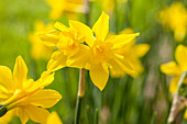 Narcissus 'Campernelli'