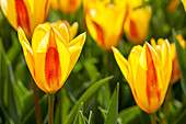 Tulipa kaufmanniana, gelb-rot