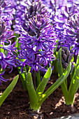 Hyacinthus orientalis