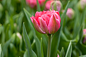 Tulipa, pink