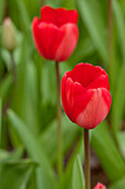 Tulipa 'Red Impression