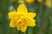 Narcissus Pencrebar