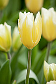 Tulipa, yellow