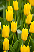 Tulipa, yellow