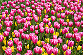 Tulipa, pink