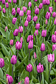 Tulipa 'Blue Beauty