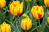 Tulipa 'Monsella'