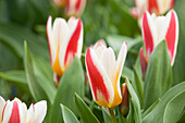 Tulipa fosteriana