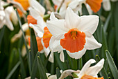 Narcissus Chromacoloh
