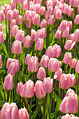Tulipa Darwin Hybrid
