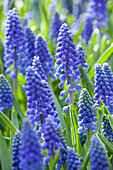 Muscari armeniacum